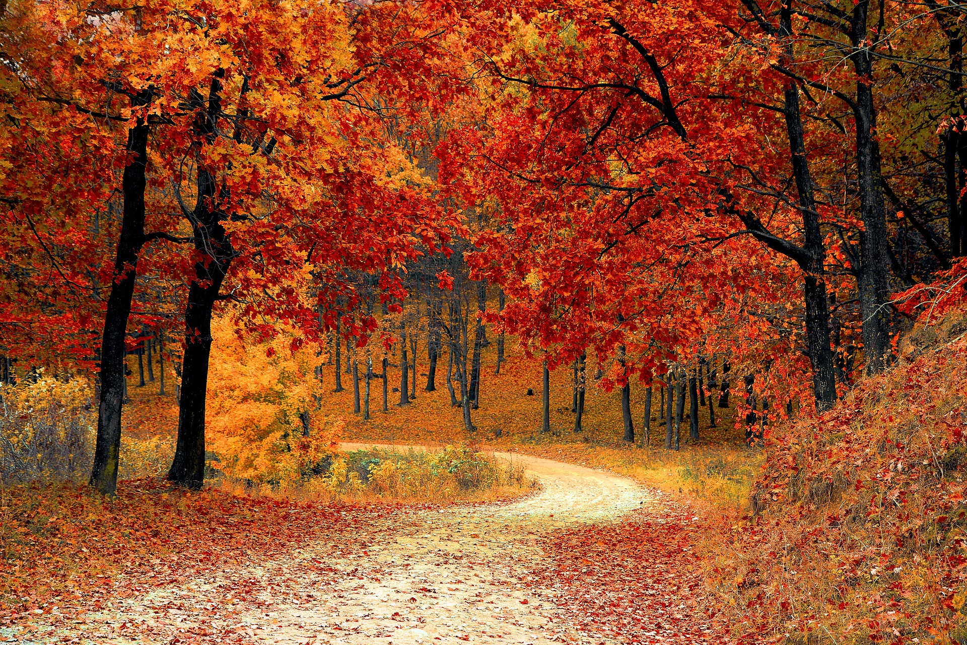 Fall -1072821_1920